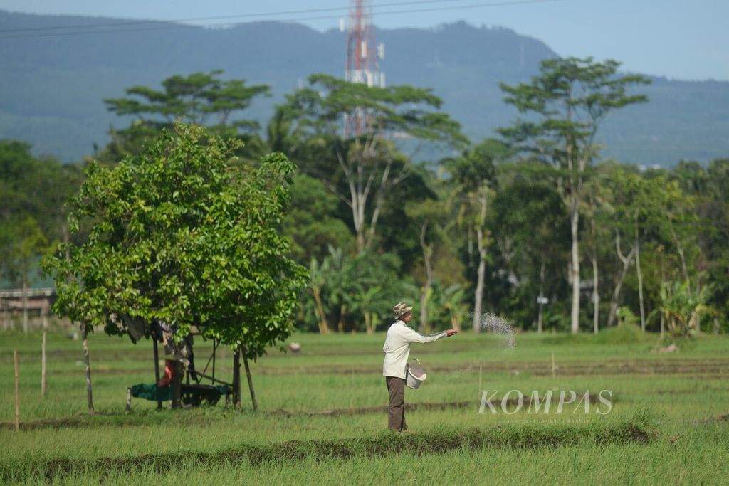 Petani menaburkan pupuk pada tanaman padi di Kecamatan Tengaran, Kabupaten Semarang, Jawa Tengah, Sabtu (11/4/2020). Para pemilik sawah memanfaatkan masa menjelang akhir musim hujan untuk menanam padi guna memaksimalkan penggunaan lahan mereka.