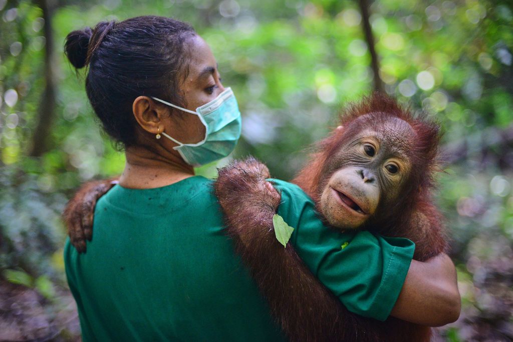 Perawat menggendong orangutan kecil yang sedang menjalani sekolah hutan di Bornean Orangutan Rescue Alliance (BORA), pusat rehabilitasi orangutan yang dikelola Centre for Orangutan Protection (COP), di Kabupaten Berau, Kalimantan Timur, Juni 2022.