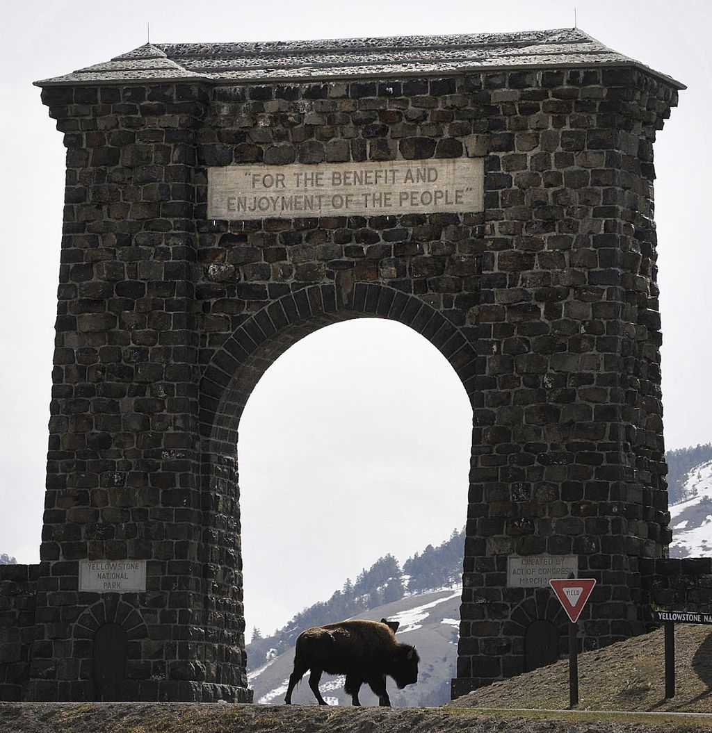 Bison di Taman Nasional Yellowstone, Amerika Serikat pada April 2008
