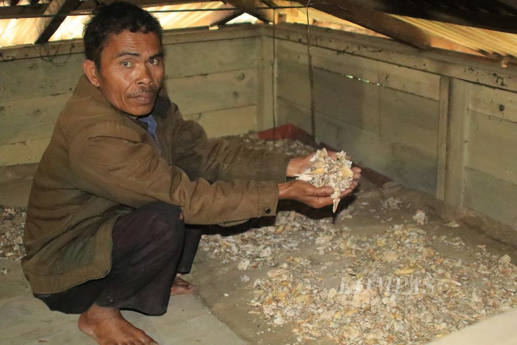 Anggota Masyarakat Adat Pandumaan Sipituhuta, Arnold Lumbanbatu (55), menunjukkan kemenyan yang dijemur di langit-langit rumahnya di Desa Sipituhuta, Kecamatan Pollung, Kabupaten Humbang Hasundutan, Sumatera Utara, Rabu (15/11/2023). 