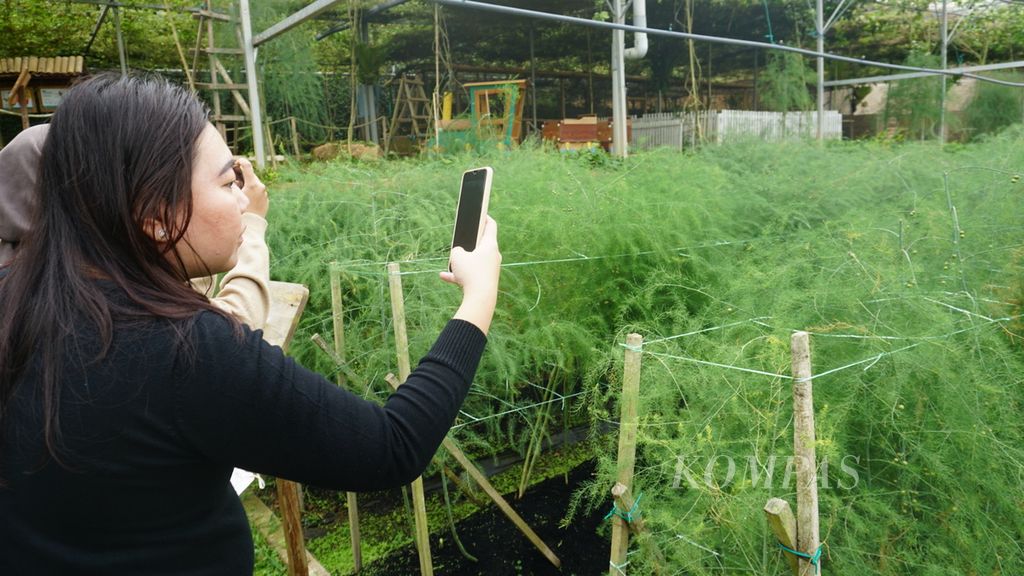 Pengunjung mengambil foto tanaman herbal <i>dill </i>yang ditanam di kebun Cozy Leisure di Dataran Tinggi Cameron, Pahang, Malaysia.