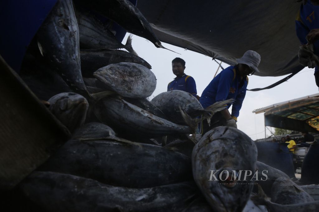 Pekerja sedang mengeluarkan ikan dari lambung kapal, hasil tangkapan dari perairan di sekitar Pulau Sumatera, di Pelabuhan Perikanan Samudera Nizam Zachman, Muara Baru, Jakarta, Sabtu (11/3/2023).