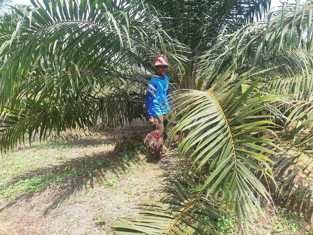 Seorang petani sawit di Kecamatan Teluk Gelam, Kabupaten Ogan Komering Ilir, Sumatera Selatan, Senin (17/7/2023), sedang memanen tandan buah segar (TBS). TBS tersebut merupakan hasil panen dari tanaman kelapa sawit yang baru diremajakan. Peremajaan sawit rakyat (PSR) terus diperluas agar produktivitas kebun sawit meningkat.