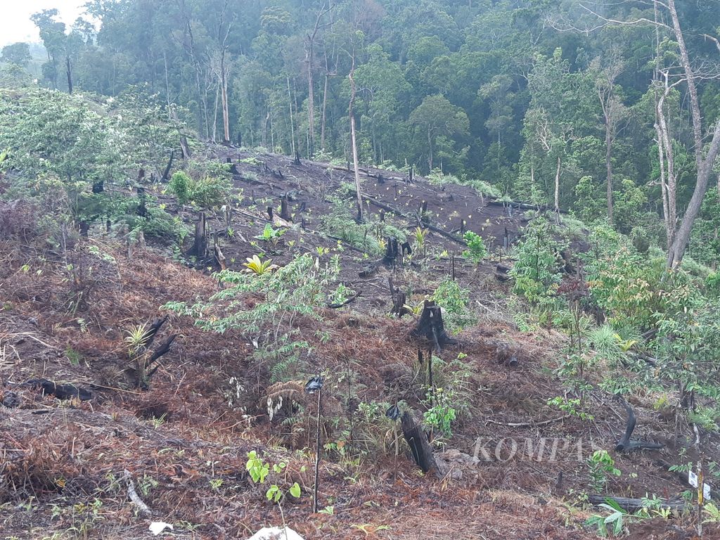 Tampak kondisi salah satu lokasi hutan penyangga Cagar Alam Cycloop yang telah ditebang di daerah Pasir Enam, Kota Jayapura, Papua, Jumat (4/8/2023). Luasan kawasan penyangga Cycloop mencapai sekitar 9.000 hektar.