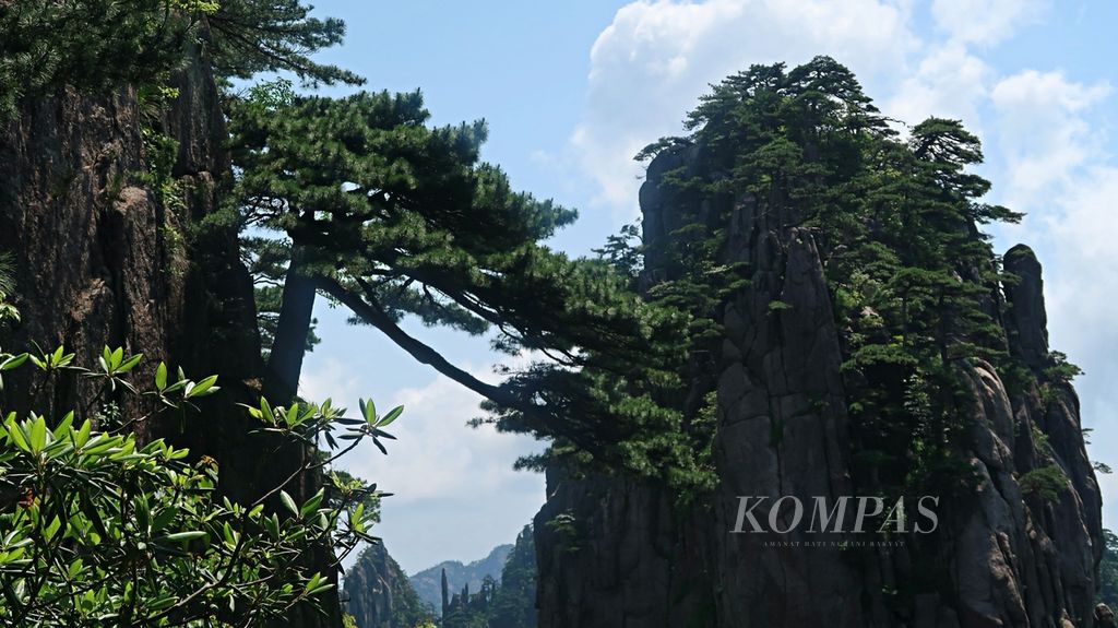 Tampak pohon pinus yang bernama Pohon Pinus Menjelajahi Laut (Sea-Exploring Pine) yang terletak di Gunung Huang atau Gunung Huangshan yang terkenal sebagai gunung terindah di China, yang terletak di Provinsi Anhui, Sabtu (10/6/2023). Kawasan Gunung Huang mencakup total 1.200 kilometer persegi. Masyarakat China memberi nama pada sejumlah batu dan pohon pinus, seperti Monyet Mengamati Laut (Monkey Watching the Sea) yang berdiri di atas Puncak Singa (Lion) dan Pohon Pinus Penyambutan Tamu (Guest-Greeting Pine Tree) di sebelah kanan Paviliun Yuping