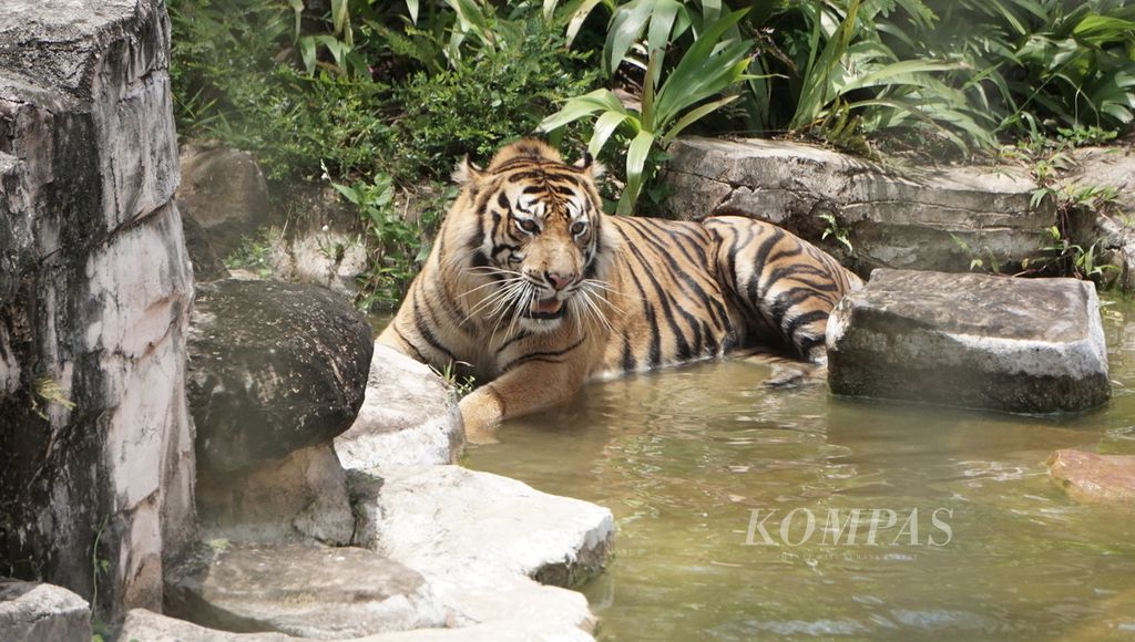 Kyai Batua, harimau jantan yang menjadi korban perburuan liar pada 2019 dirawat di Lembaga Konservasi Lembah Hijau, Kota Bandar Lampung, Lampung, Rabu (16/9/2020).