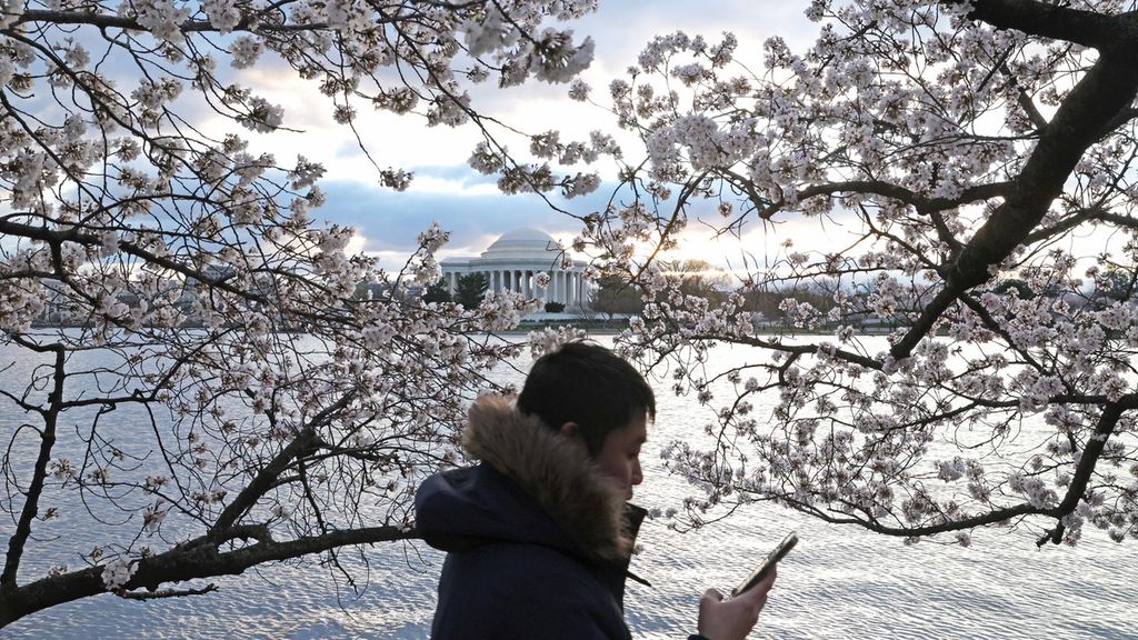 Wisatawan menikmati keindahan bunga sakura yang mekar di Washington pada 19 Maret 2024. 