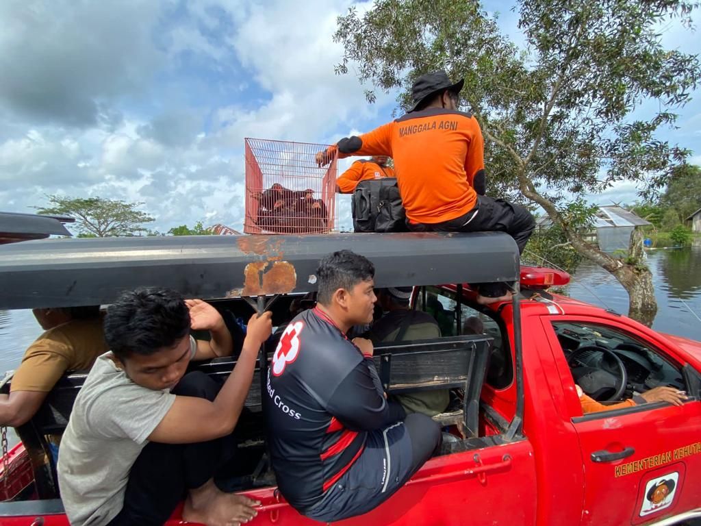 Sukarelawan PMI dan petugas BPBD Kotawaringin Barat mengevakuasi warga dan barang-barang berharga mereka menggunakan mobil melintasi banjir di Kotawaringin Barat, Kalteng, Sabtu (24/10/2022).