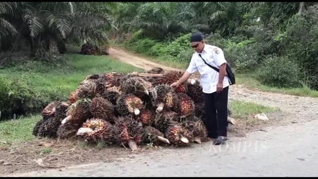 Kepala Desa Rawa Mulya, Kecamatan IV Koto, Kabupaten Mukomuko, Bengkulu, Nodo, menunjukkan sawit yang baru dipanen di perkebunan rakyat. Harga tandan buah sawit segar jatuh dikisaran Rp 700 per kg sehingga pendapatan petani anjlok. Hilirisasi industri diperlukan untuk meningkatkan nilai tambah sawit. 