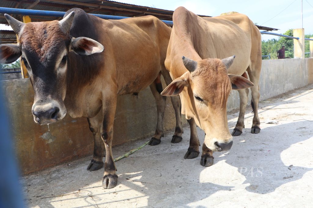 Ternak sapi di Desa Sampali, Kecamatan Percut Sei Tuan, Kabupaten Deli Serdang, Sumatera Utara, tampak lemas dan mengeluarkan air liur setelah terjangkit penyakit mulut dan kuku, Jumat (3/6/2022). Para peternak merugi dan tidak mendapat bantuan pemerintah.