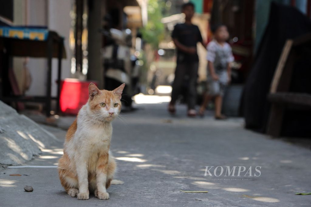 Seekor kucing liar di RW 005 Sunter Agung, Jakarta Utara, Rabu (19/7/2023).