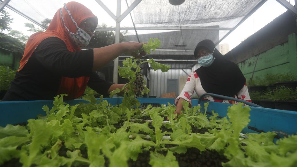 Warga pengurus kelompok wanita tani Teratai RW 005, Sunter Agung, Tanjung Priok, Jakarta Utara, merawat sayuran yang ditanam pada media aquaponik, awal Februari 2021. 