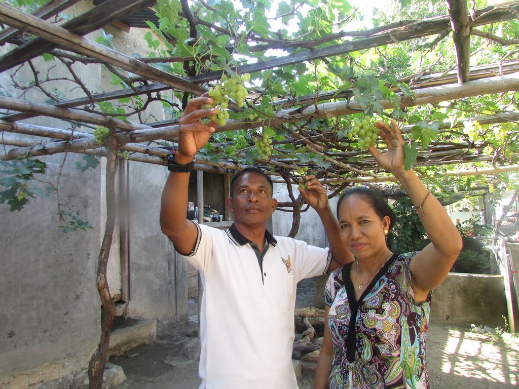 Duarte Do Santos dan Istri, Elisa Madeira Marques, di lahan anggur di samping rumah kediaman mereka, Sabtu (9/7/2022).