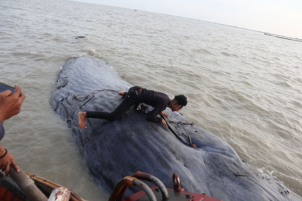 Warga melompat ke bangkai paus biru (<i>Balaenoptera musculus</i>) yang terdampar di perairan Bungko, Kabupaten Cirebon, Jawa Barat, Minggu (10/4/2021). Mamalia raksasa itu memiliki panjang 17,2 meter dengan diameter tubuh 4,6 meter.