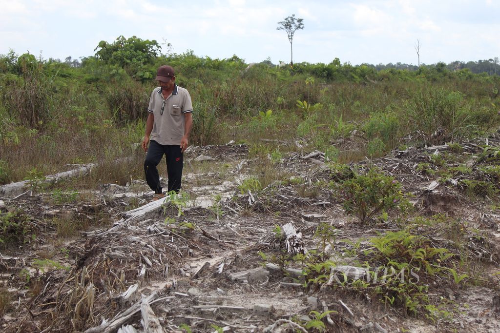 Rangkap (53), a resident of Tewai Baru, Gunung Mas Regency, Central Kalimantan, walks in the middle of a cassava plantation managed by the government under the national strategic program <i>food estate</i>, Tuesday (8/8/2023).