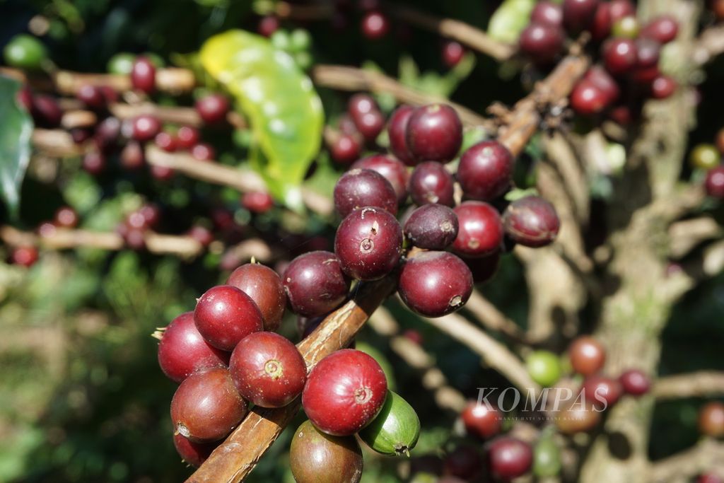 Tanaman kopi Gunung Malang yang tumbuh di Desa Serang, Purbalingga, Jawa Tengah, Minggu, 26 Juli 2020. Kopi jenis arabika yang ditanam di lereng Gunung Slamet ini berpotensi untuk dikembangkan karena mulai dikenal pasar.