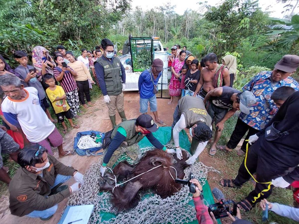 Petugas memeriksa tubuh orangutan jantan dewasa di Desa Bataguh, Kabupaten Kotawaringin Timur, Kalteng, Minggu (15/5/2022). Setelah diperiksa ternyata terdapat delapan peluru masih bersarang di tubuhnya.