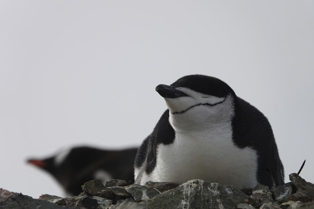 Foto oleh peneliti tidur Won Young Lee menunjukkan penguin chinstrap di Pulau King George Island, Antartika. Para peneliti menemukan para orangtua penguin terpaksa mengganti pola tidur mereka menjadi tidur yang sangat pendek demi menjaga anak-anaknya.  