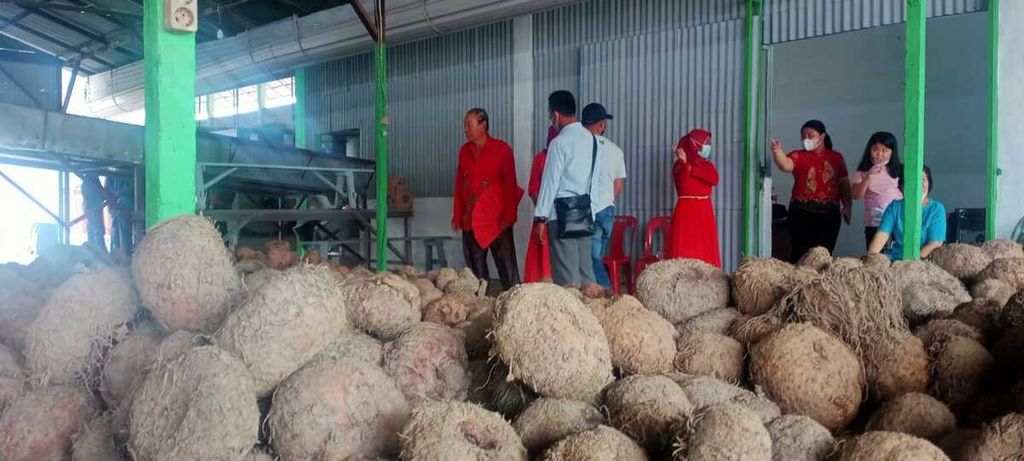 Pekerja beraktivitas di pabrik pengolahan porang di Kecamatan Lubuk Pakam, Kabupaten Deli Serdang, Sumatera Utara, Senin (10/1/2022).