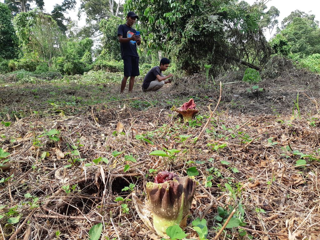 Bunga-bunga bangkai <i>(Amorphophallus paeoniifolius) </i>mulai mekar di Desa Jambi Tulo, Kecamatan Maro Sebo, Kabupaten Muaro Jambi, Minggu (22/5/2022). Pada waktu-waktu tertentu, bunga mekar bersamaan menyebar di kebun-kebun warga. Namun, kelestariannya kini terancam oleh alih fungsi lahan.