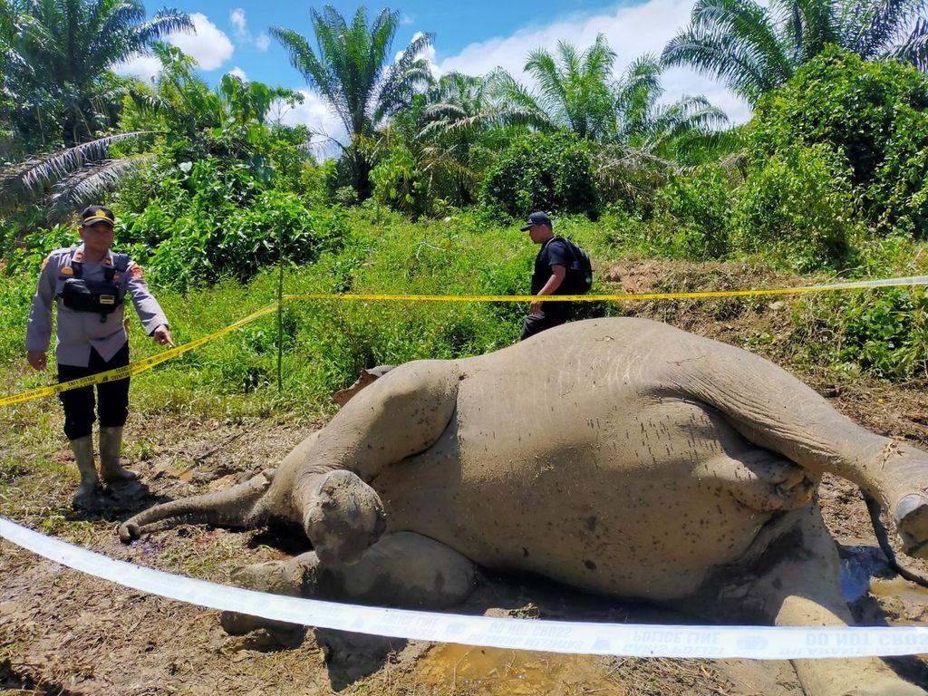 Aparat kepolisian olah tempat kejadian perkara di lokasi penemuan bangkai gajah sumatera liar di Desa Srimulya, Kecamatan Peunaron, Kabupaten Aceh Timur, Aceh, Sabtu (15/10/2022).
