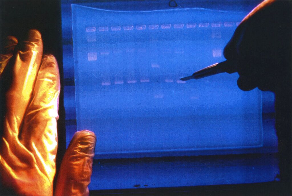 In this undated image made available by the National Human Genome Research Institute, a researcher examines the output from a DNA sequencer. In research published in the journal Science on Thursday, March 31, 2022, scientists announced they have finally assembled the full genetic blueprint for human life, adding the missing pieces to a puzzle nearly completed two decades ago. An international team described the sequencing of a complete human genome, the set of instructions to build a human being. 