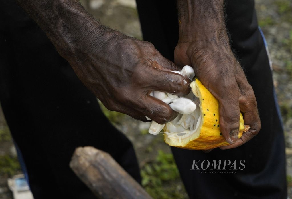 Petani kakao, Jonewas Wenda, mengeluarkan biji cokelat yang telah dipanen di kebun di Kampung Utikini 2, Distrik Kuala, Kabupaten Mimika, Papua, Jumat (18/3/2022). Memperingati Hari Bumi 2022, Amerika Serikat mengumumkan program bernilai Rp 103 miliar untuk pemberdayaan petani kakao Indonesia 