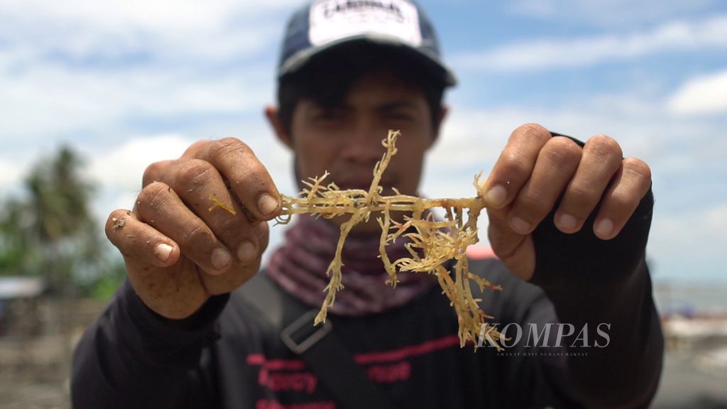 Asraf (35), seorang pengepul rumput laut, menunjukkan rumput laut yang kualitasnya kurang baik di tepi Pantai Amal, Kota Tarakan, Kalimantan Utara, Sabtu (24/9/2022).