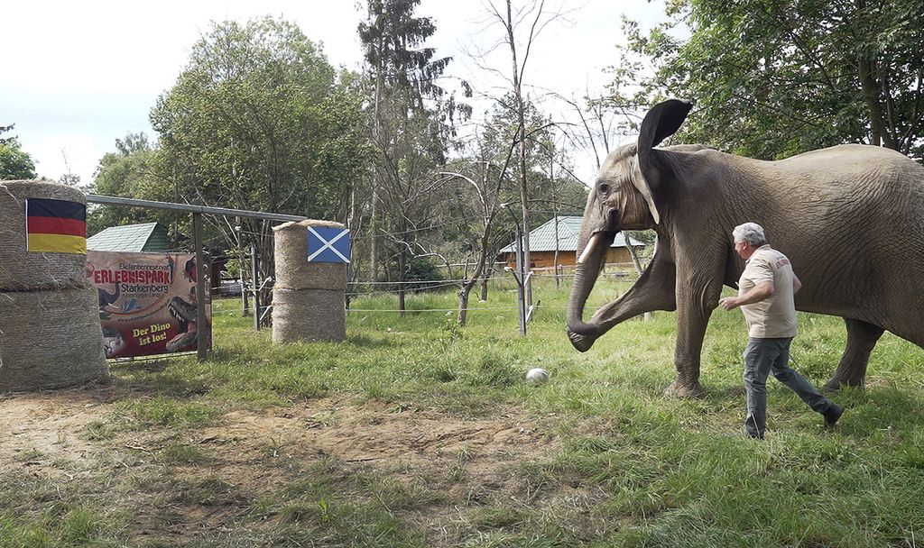 Bubi si gajah Afrika menendang bola ke gawang dengan bendera Jerman dan Skotlandia di Starkenberg, Jerman, Kamis (13/6/2024). Bubi cukup dikenal sebagai satwa peramal laga-laga sepak bola. Dia meramalkan Jerman menang atas Skotlandia laga pembuka Piala Eropa di Allianz Arena, Munchen, Sabtu (15/6/2024) pukul 02.00 WIB.