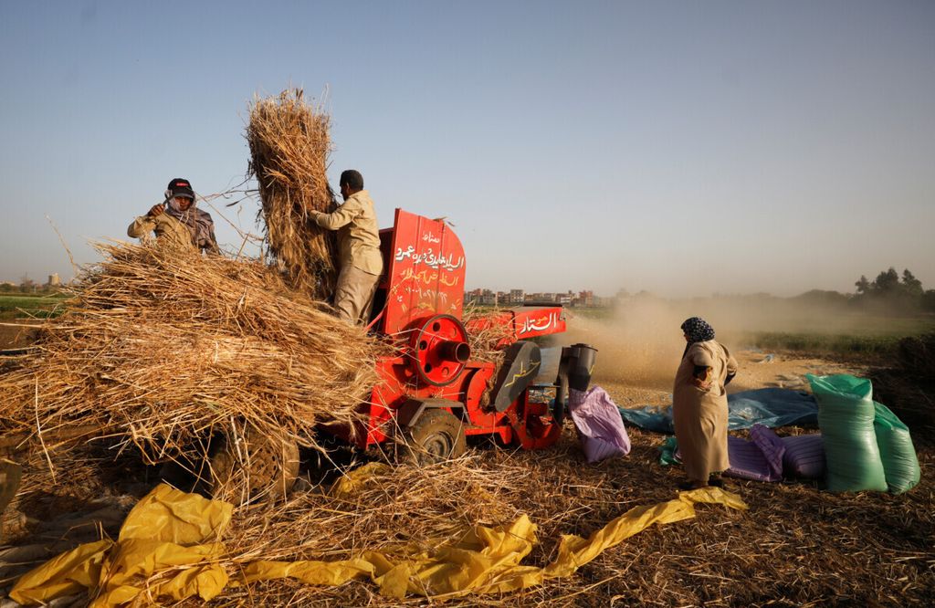 Seorang petani membawa seikat gandum setelah memanennya dari sebuah lahan di Kegubernuran Gharbia, ketika Mesir meningkatkan upaya untuk memperlambat penyebaran penyakit virus korona (Covid-19), Mesir, Kamis (14/5/2020).