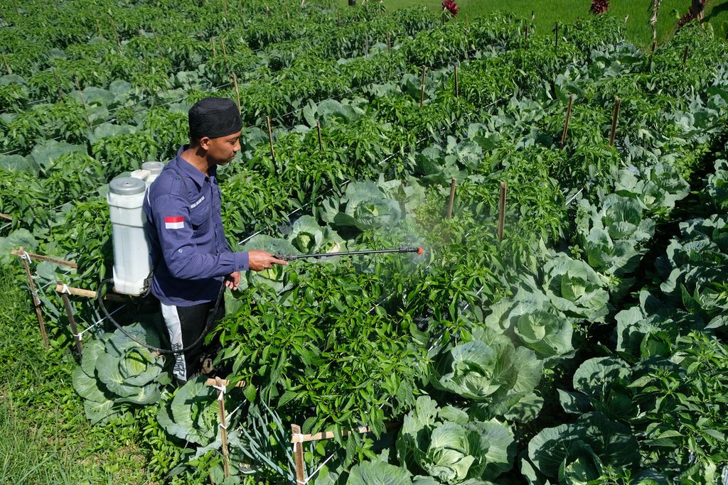 Bahrul (35) menyemprotkan pestisida ke sayuran dan tanaman cabai di Kampung Cibeureum Kaler, Desa Cibeureum, Kecamatan Cugenang, Kabupaten Cianjur, Jawa Barat, Kamis (1/12/2022). 