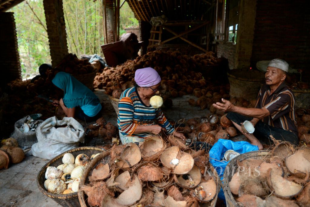 Pekerja mengolah biji kelapa untuk bahan baku pembuatan minyak kelapa di Desa Banyuasin, Kecamatan Loano, Kabupaten Purworejo, Jawa Tengah, Sabtu (9/11/2019). Minyak kelapa mulai banyak digunakan untuk berbagai macam kebutuhan seperti makanan, obat, dan kosmetik. Mereka menjual Rp 10.00 per liter.