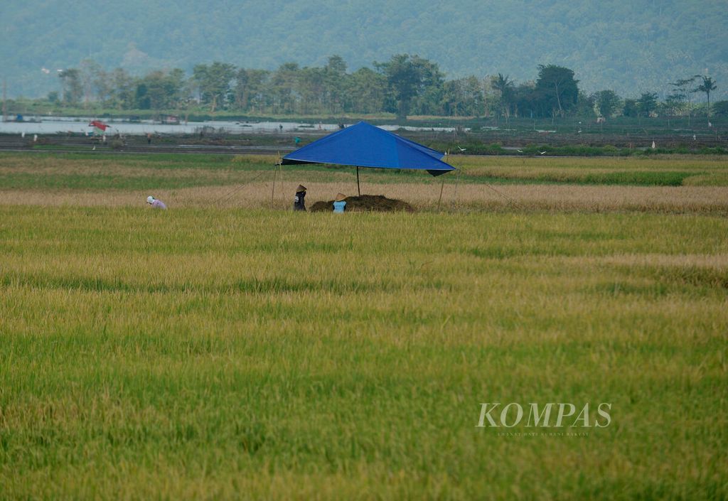 Buruh tani bersiap memanen padi di Kecamatan Banyubiru, Kabupaten Semarang, Jateng, Minggu (19/6/2022).