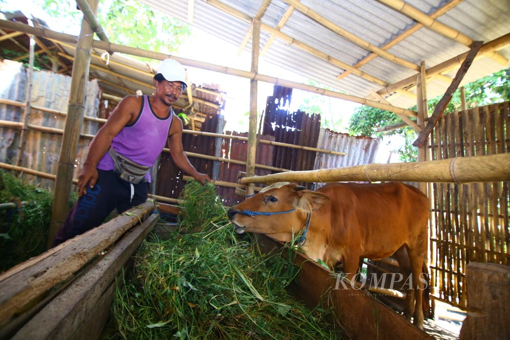 Ahmad, seorang peternak sapi rakyat, memberi makan sapi miliknya di Kelurahan Boyolangu, Banyuwangi, Jatim, Selasa (16/6/2020). Penyakit cacing hati (<i>Fasciola hepatica</i>) pada sapi masih menjadi momok bagi peternak sapi di Banyuwangi karena membuat berat badan sapi menyusut drastis.