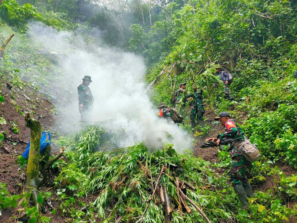Personel Komando Distrik Militer 0102/Pidie memusnahkan ganja yang ditemukan di perbukitan di antara Desa Kebun Nilam dan Desa Ulee Gunong, Kecamatan Tangse, Kabupaten Pidie, Aceh, Sabtu (3/9/2022). Sebanyak 30.000 batang ganja dibakar.