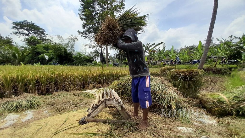 Seorang petani di Desa Banjararum, Kecamatan Singosari, Kabupaten Malang, Jawa Timur, merontokkan bulir padi menggunakan cara tradisional, yakni dengan memukulkannya ke rangkaian bilah bambu, pada 4 April 2022 lalu.