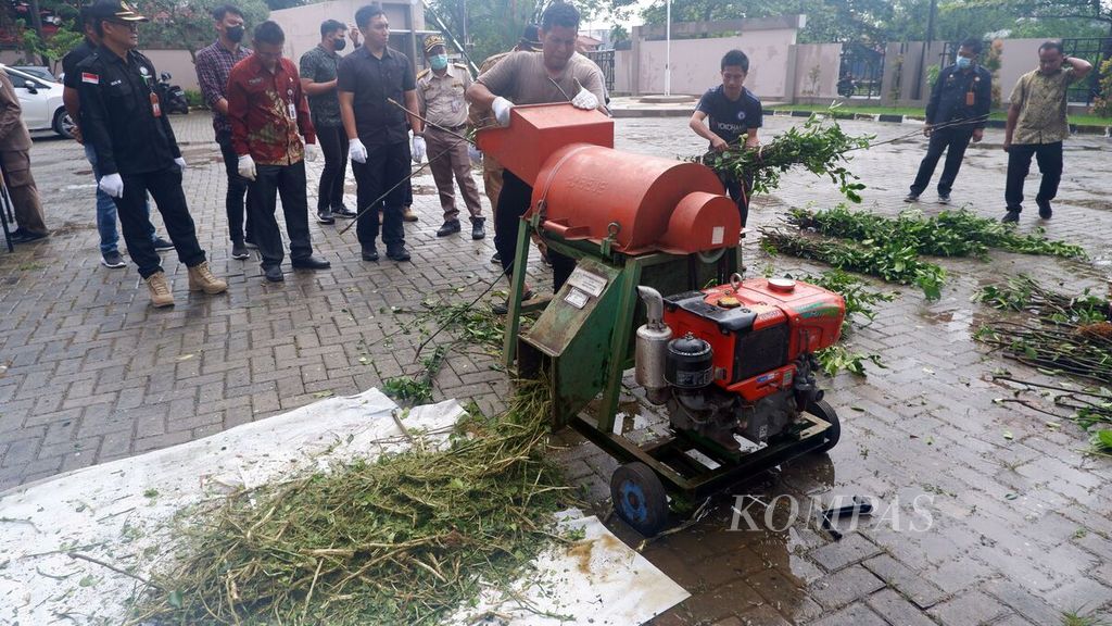 Petugas memusnahkan bibit jeruk dengan mesin pencacah di halaman Kantor Balai Karantina Pertanian Kelas I Banjarmasin di Kota Banjarmasin, Kalimantan Selatan, Jumat (20/1/2023).