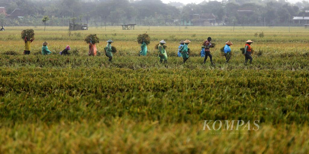 Buruh borongan meninggalkan sawah saat mereka memanen padi karena turun hujan di kawasan Karang Dungan, Kecamatan Tangkil, Sragen, Jawa Tengah, Rabu (1/3/2023).