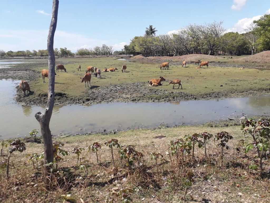Kawanan ternak sapi sedang mencari makan di sekitar kolam air payau di Teluk Gurita, Belu, NTT, Minggu (12/7/2022). 