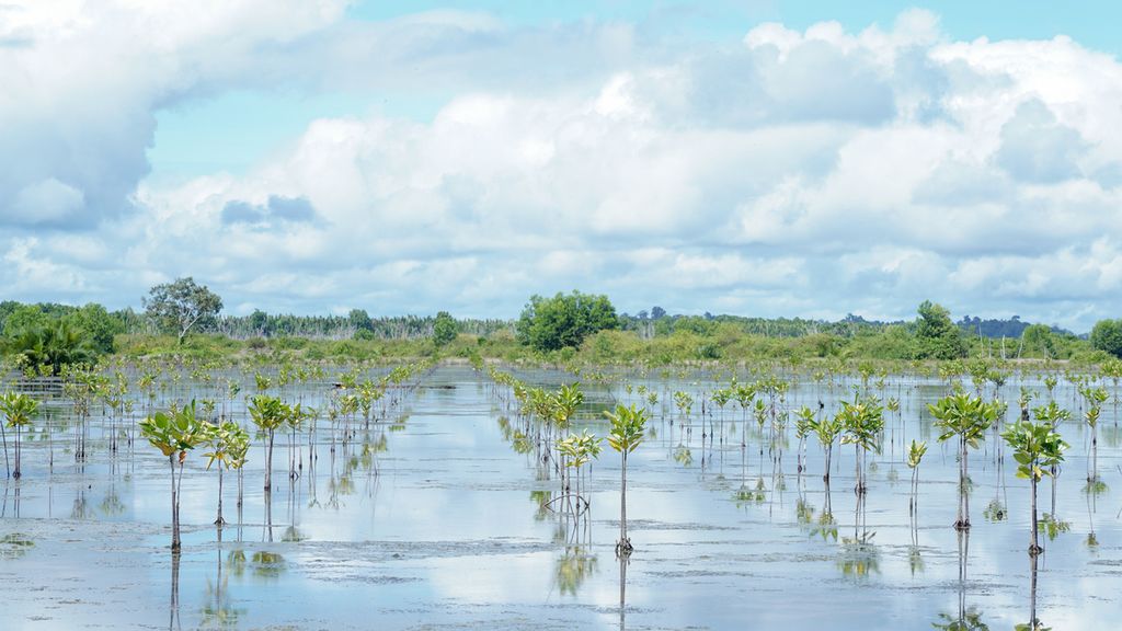 Lahan mangrove yang direhabilitasi oleh Badan Restorasi Gambut dan Mangrove di Kalimantan Utara pada Minggu (20/11/2022).