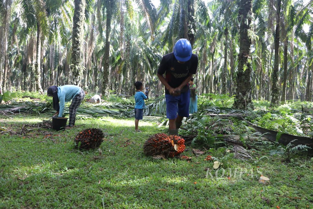 Istri buruh perkebunan sawit ikut mengumpulkan <i>berondolan</i> bersama suaminya di salah satu perkebunan swasta di Kabupaten Langkat, Sumatera Utara, Rabu (26/7/2023). Perempuan dan anak paling rentan dieksploitasi di daerah perkebunan.
