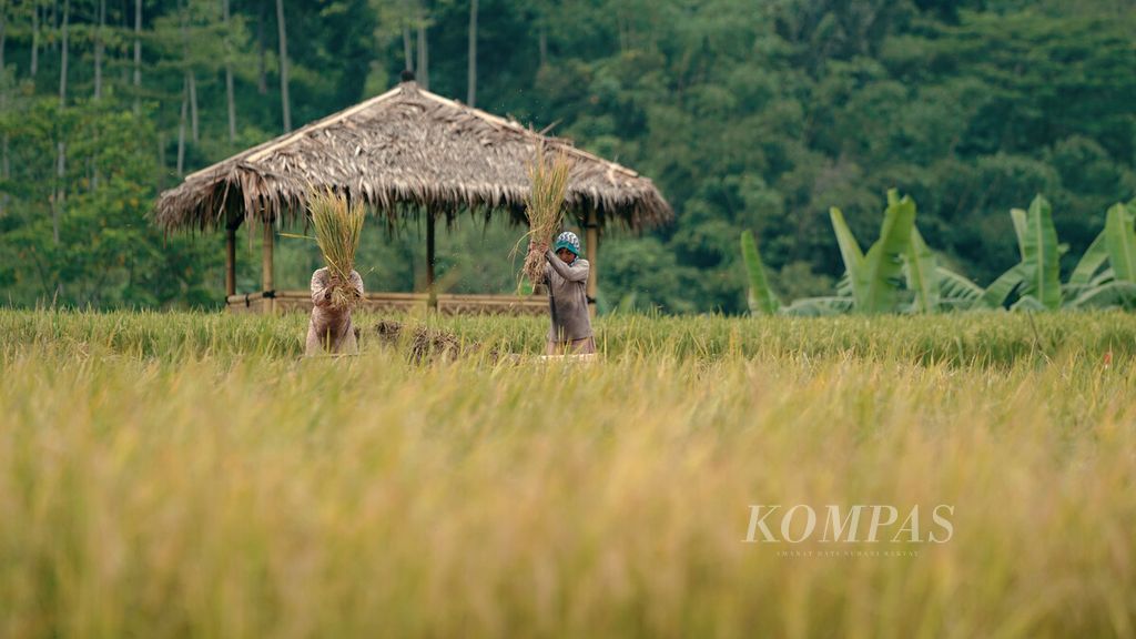 Farm workers thresh red rice in Sukanegara Village, Jonggol District, Bogor Regency, West Java, Wednesday (11/5/2022).