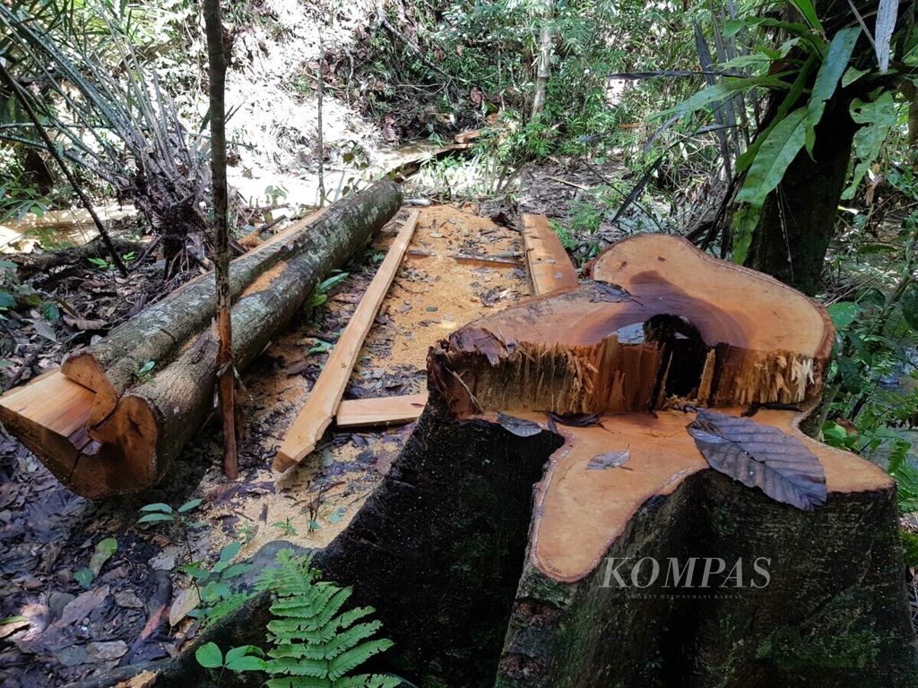 Timber from the Rimbang Baling Wildlife Reserve forest was cut down in the forest in December 2018.