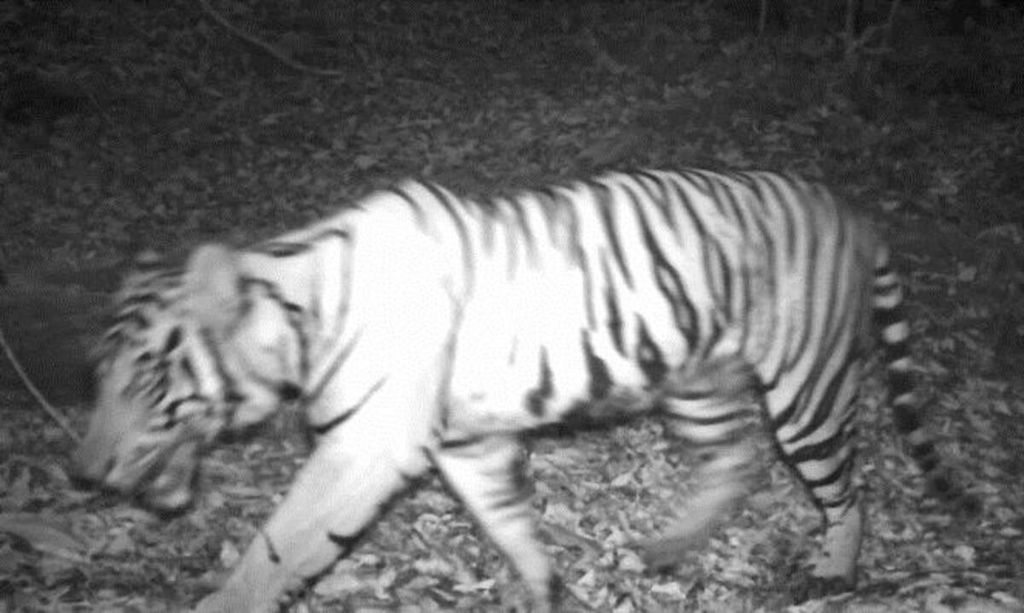A screenshot from a hidden camera video captured by the survey team of the Production Forest Management Unit (KPH-P) in Region X, Padang Sidempuan, North Sumatra, together with community partners and Conservation International (CI), shows the presence of Sumatran tigers in the region. The camera was installed during the January-March 2020 period with a survey area of around 30,000 hectares.