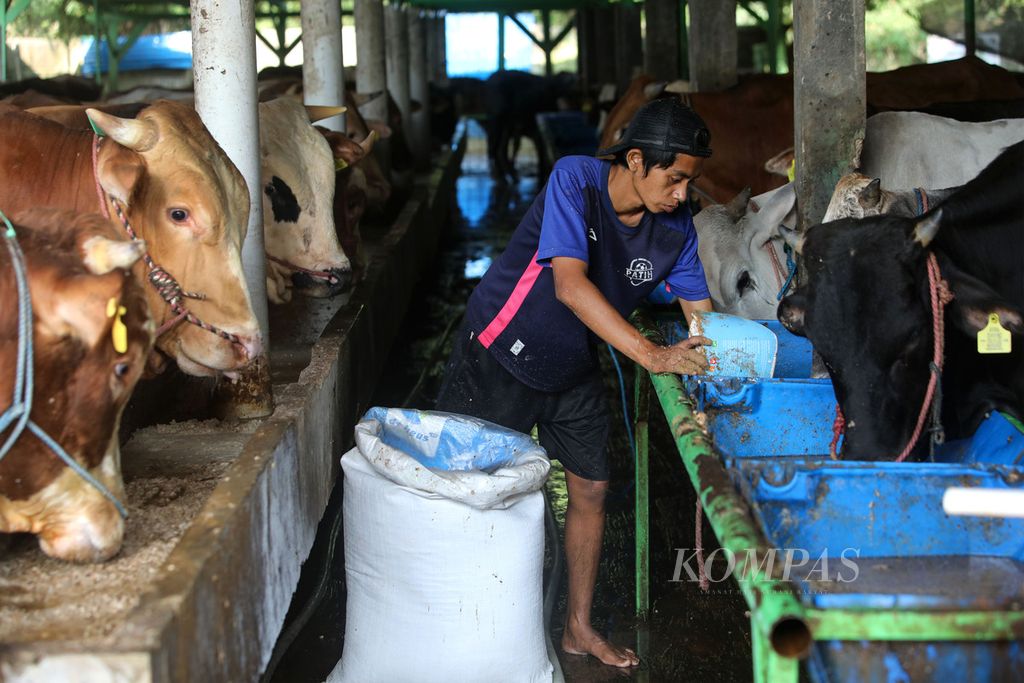 Pekerja memberi makan sapi di peternakan hewan NusaQu di Kecamatan Tajur Halang, Kabupaten Bogor, Jawa Barat, Minggu (4/6/2023). Menjelang Idul Adha, permintaan hewan kurban, seperti sapi, terus meningkat. Peternakan khusus penggemukan ini setidaknya telah menerima pesanan 300 ekor sapi untuk disembelih pada Idul Adha mendatang. Selain sapi lokal seperti dari Bali, Bojonegoro, dan Banjarnegara, peternakan ini juga menjual sapi ras luar, seperti limosin dan simetal. 