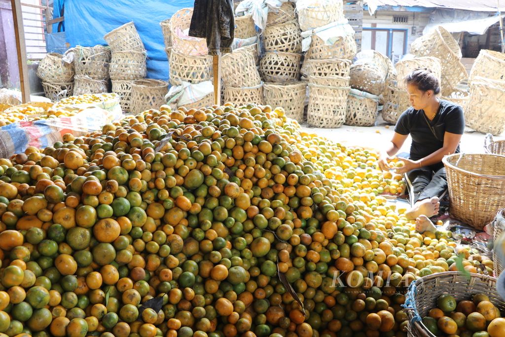 Pekerja menyortir jeruk di Kecamatan Kabanjahe, Kabupaten Karo, Sumatera Utara, Jumat (8/10/2021). 