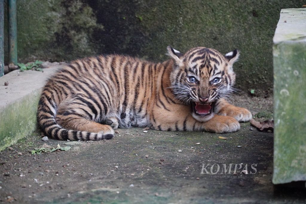 Salah satu dari dua anak harimau sumatera yang lahir di Taman Margasatwa dan Budaya Kinantan, Bukittinggi, Sumatera Barat, Sabtu (1/2/2020). Kedua anak harimau ini lahir dari betina Dara Jingga dan pejantan Bancah pada 12 Desember 2012.  
