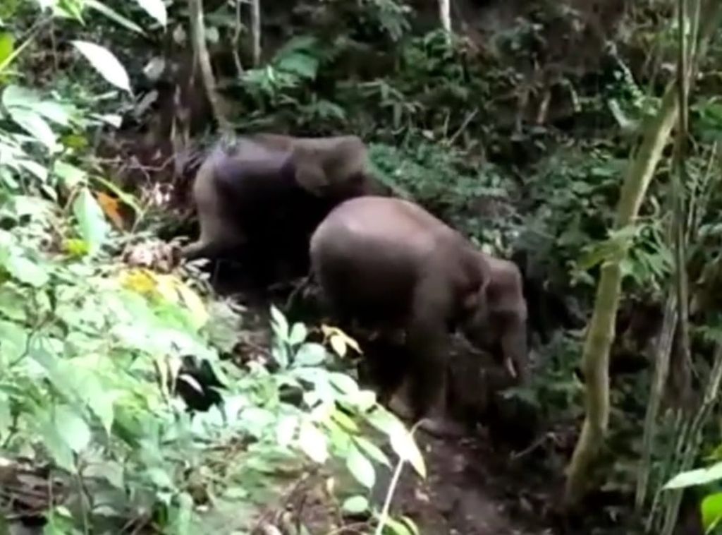 Dua gajah sumatera jantan muncul di Nagari Durian Gadang, Kecamatan Sijunjung, Kabupaten Sijunjung, Sumatera Barat (Sumbar), Selasa (14/2/2023). Sumber: tangkapan layar video warga di akun Instagram @sijunjung_traveling.