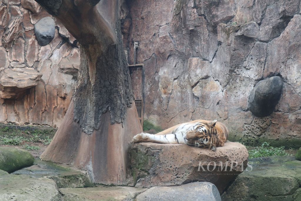 Seekor harimau benggala (<i>Phantera tigris tigris</i>) bersantai di Kebun Binatang Bandung, Kota Bandung, Jawa Barat, Senin (5/9/2022). Populasi satwa dilindungi itu terus menurun seiring hilangnya habitat dan perburuan.
