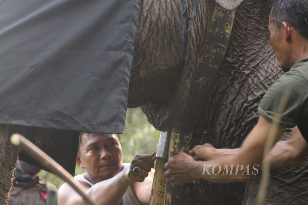Petugas dari Balai Konservasi Sumber Daya Alam Sumatera Selatan sedang memasang GPS collar pada salah satu gajah sumatera liar di Kecamatan Air Sugihan, Kabupaten Ogan Komering Ilir, Sumatera Selatan, Jumat (13/5/2022). Teknologi ini digunakan sebagai upaya mitigasi konflik antara warga dengan gajah.